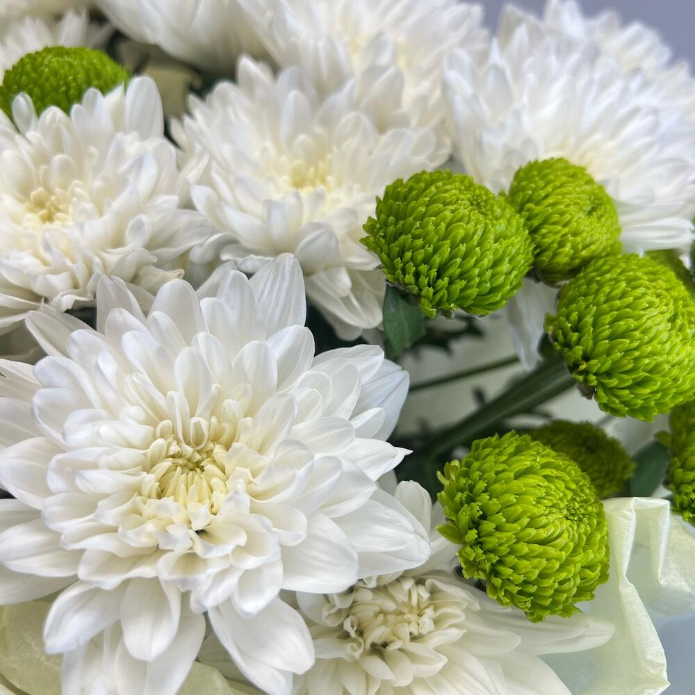 Эксклюзивный букет «Филин Грин» – сочетание белых и зеленых хризантем Рязань Рязанская область