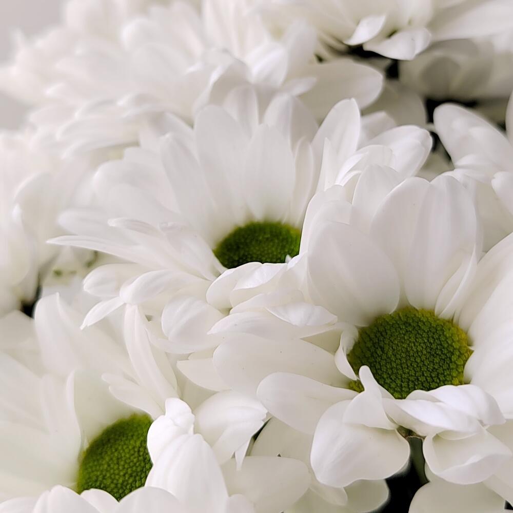 Букет «Ромашка» – 9 белоснежных хризантем в деревенском стиле Рязань Рязанская область
