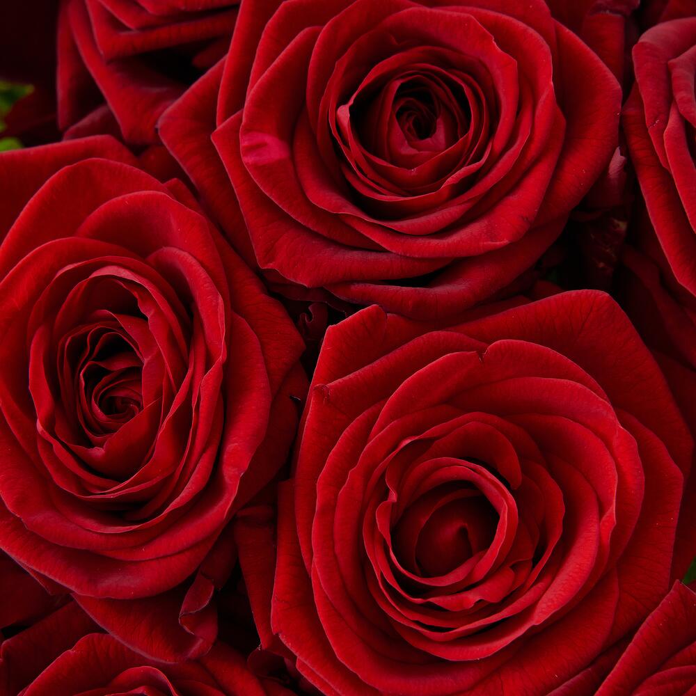 Роскошный букет из 21 красной розы – воплощение искренних чувств Рязань Рязанская область