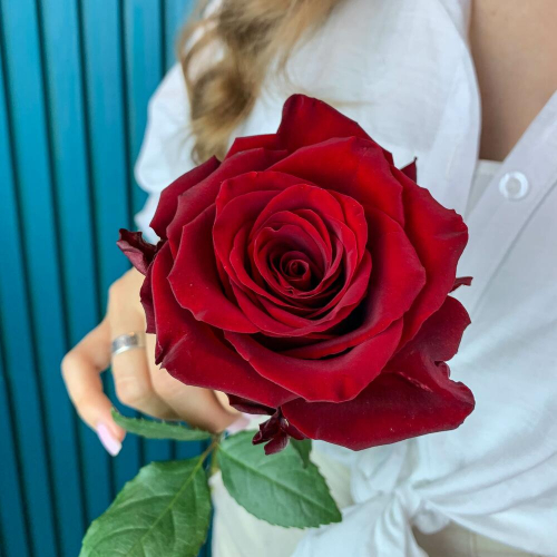 Комплимент из красной эквадорской розы – минимализм роскоши Рязань Рязанская область