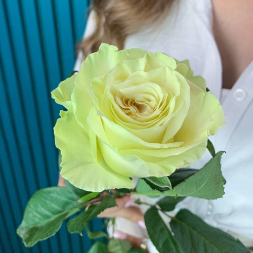 Комплимент из белой эквадорской розы – элегантность в каждом лепестке Рязань Рязанская область