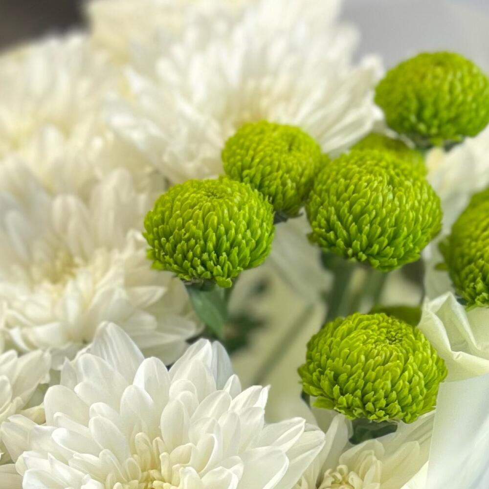 Эксклюзивный букет «Филин Грин» – сочетание белых и зеленых хризантем Рязань Рязанская область