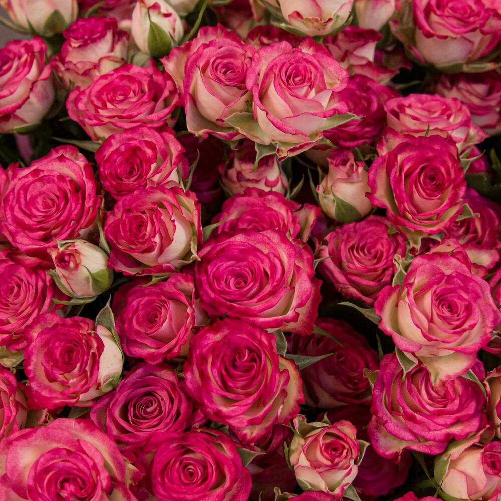 Букет «Розовый бум» – пышные кустовые розы в нежно-розовых тонах Рязань Рязанская область