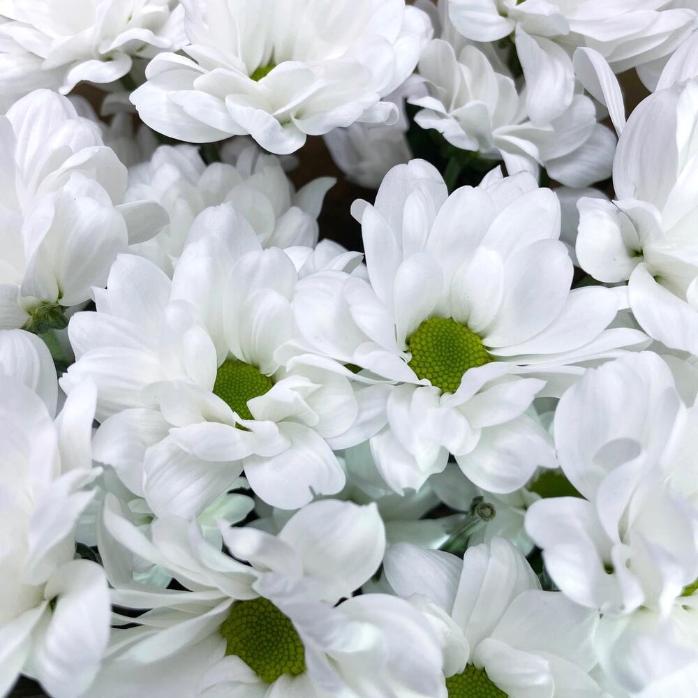 Букет из 5 белых хризантем в крафте – лаконичная элегантность Рязань Рязанская область