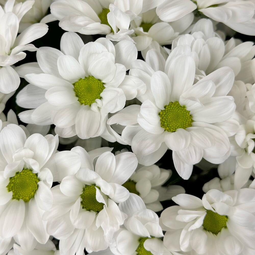 Букет «Мечты о лете» – свежесть белых хризантем Рязань Рязанская область