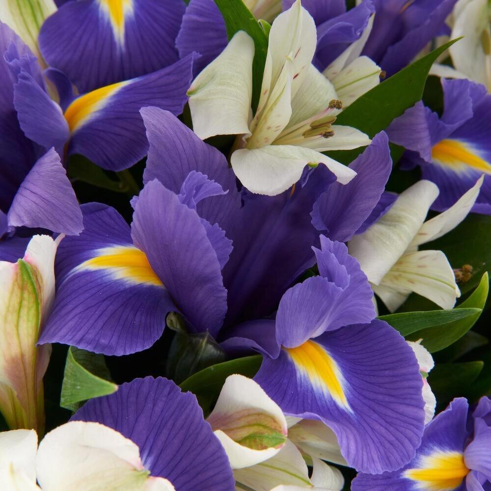 Букет «Вечернее дыхание»  – загадочная гармония синих ирисов и белых альстромерий Рязань Рязанская область