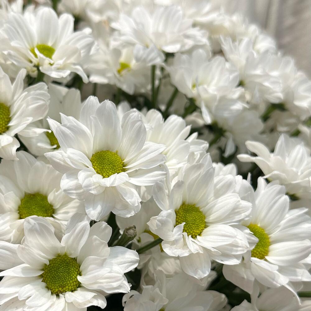 Букет «Летняя свежесть» – дыхание лета в белых хризантемах Рязань Рязанская область