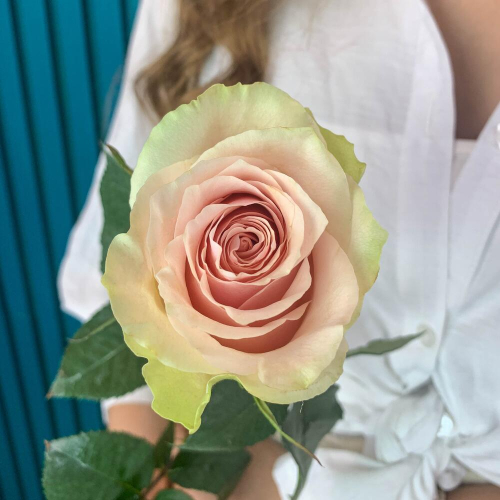 Комплимент из розовой эквадорской розы – минимализм роскоши Рязань Рязанская область