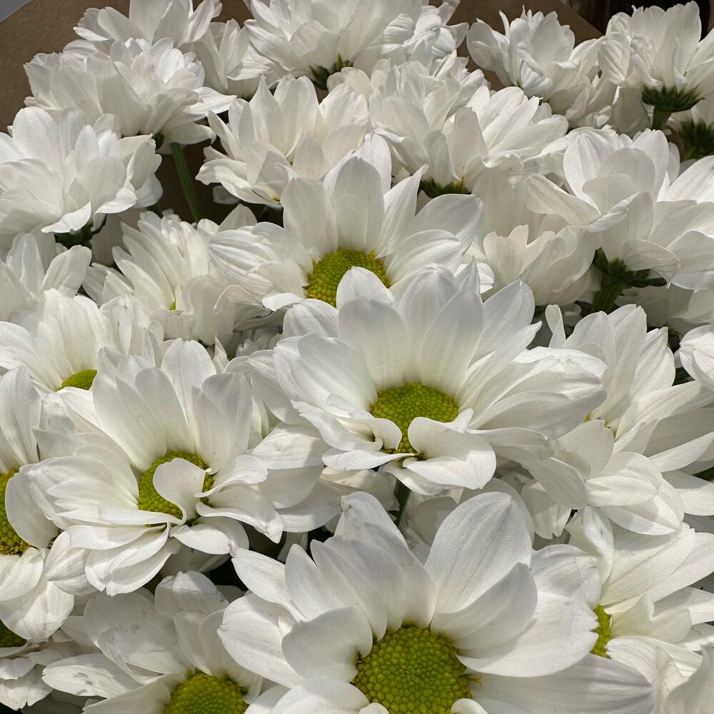 Букет «21 ромашка» – нежные белые кустовые хризантемы в натуральном стиле Рязань Рязанская область