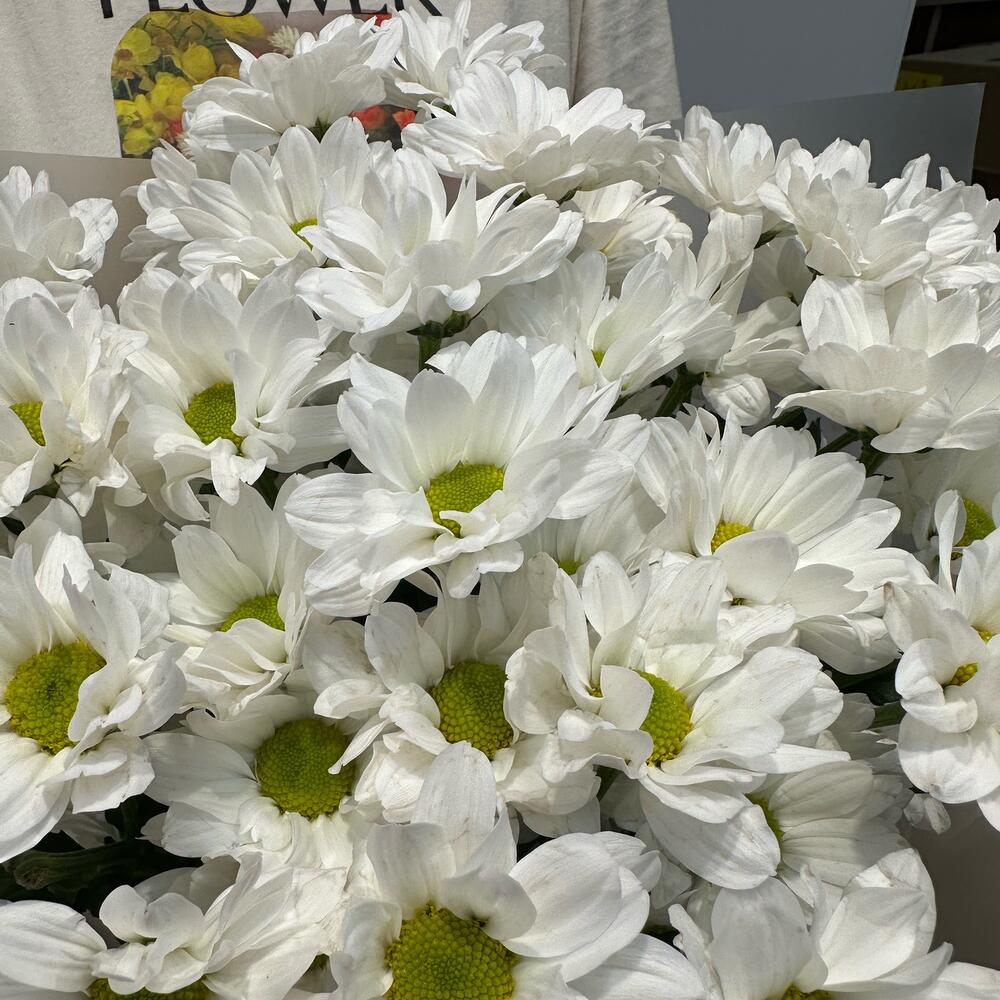 Букет «Летнее настроение» – свежесть белых хризантем Рязань Рязанская область