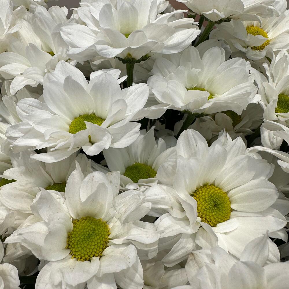 Букет «Летнее настроение» – свежесть белых хризантем Рязань Рязанская область