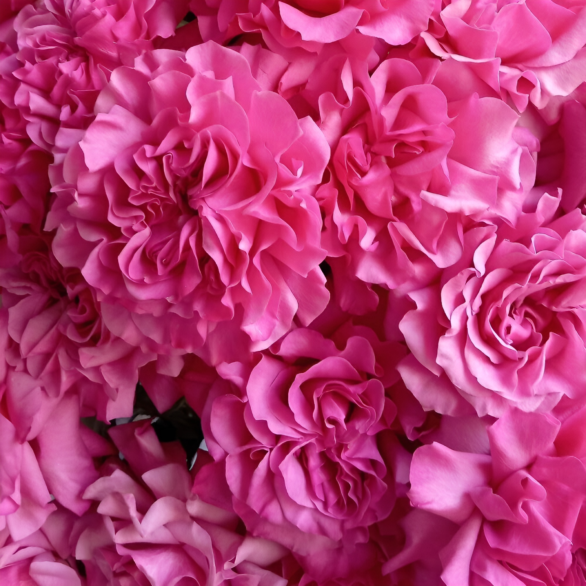 Роскошный букет из пионовидных роз – королевский подарок Рязань Рязанская область